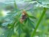 Dolycoris baccarum
